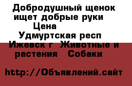 Добродушный щенок ищет добрые руки. › Цена ­ 15 000 - Удмуртская респ., Ижевск г. Животные и растения » Собаки   